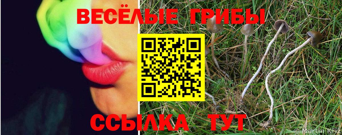 Галлюциногенные грибы Psilocybine cubensis Великий Новгород